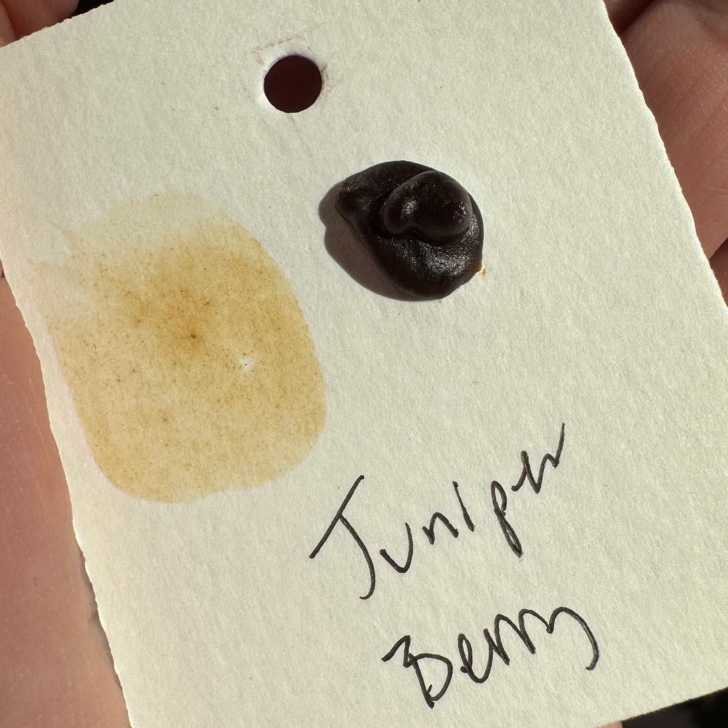 Watercolour Dots - Handmade from Sourced Natural Botanical and Insect Pigments